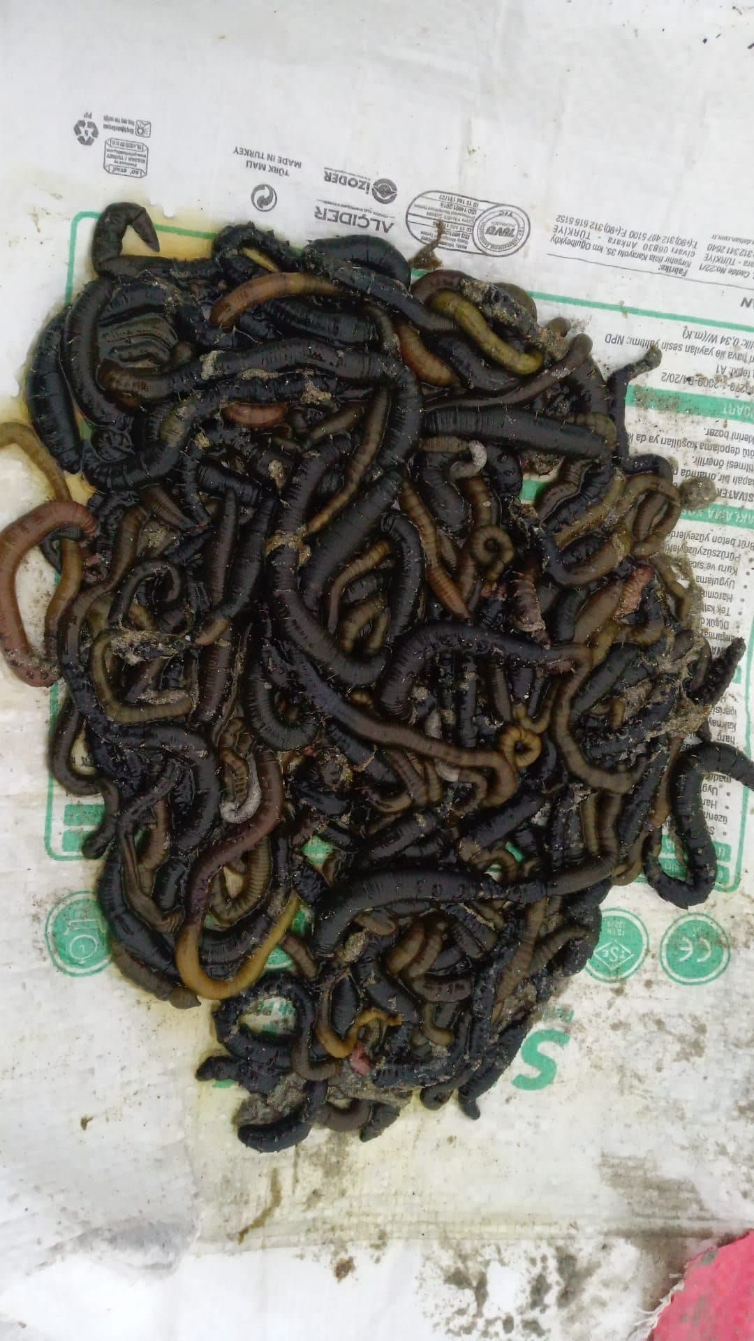 Kobra Kurdu ile Surfcasting: Uzak Atışlarda Başarının Formülü